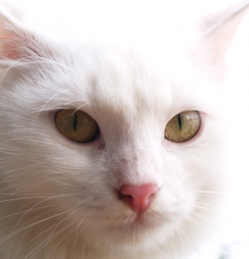 История одной белой-белой и пушистой кошки Буськи.