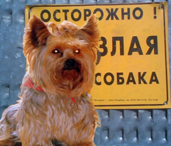 Собака-Барабака украинской демократии