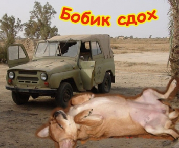 Бобик сдох