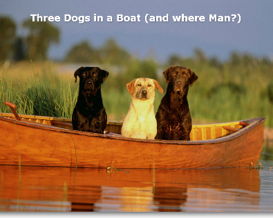 Три собаки в одной лодке