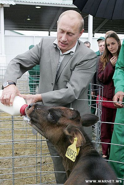 А много ли Путин дает молока?