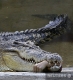 Крокодил нашел Шуфрича