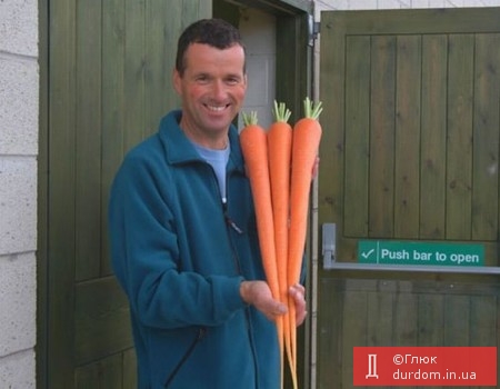 Англійські фермери на замовлення кандидата в Президенти України А.Яценюка вивели новий сорт моркви