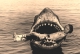 В зубах акулы империализма