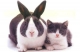 2011 - рік Кота і Кролика