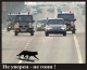 Черная кошка - 