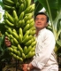Банановий король