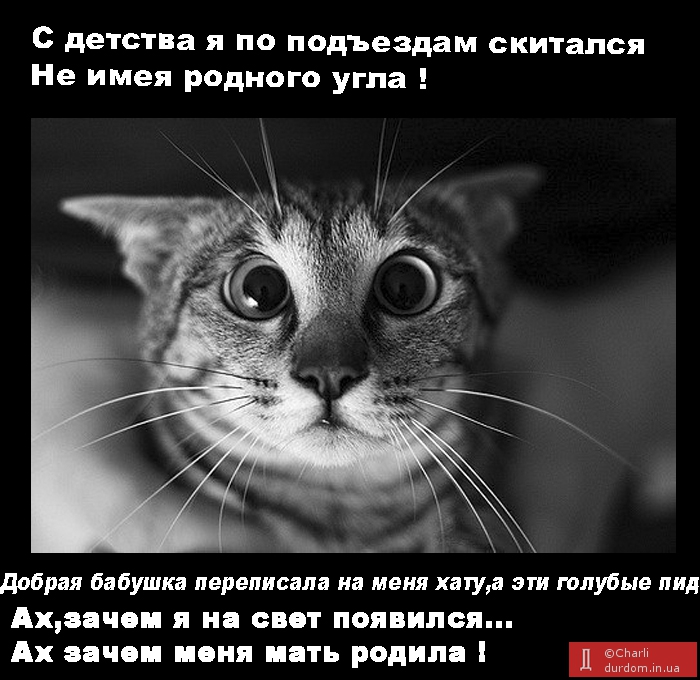 "Дорогой Виктор Фёдорович (Шариков) Янукович,за что вы нас, котов так ненавидите ?"