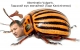 Гадський жук звичайний (Гадя Каліснічєнка)