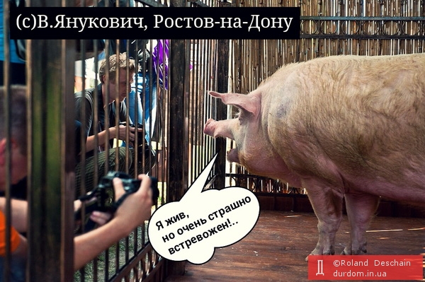 Януковощ из Ростова