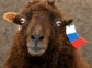 Вівця кримської породи.