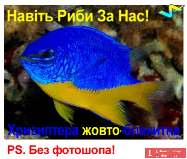 Риби За Україну!