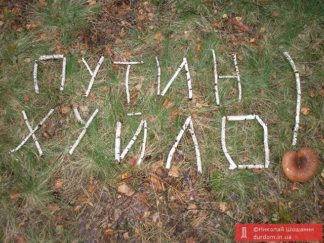 Лесной арт-перформанс с участием русских березок и украинских грибов