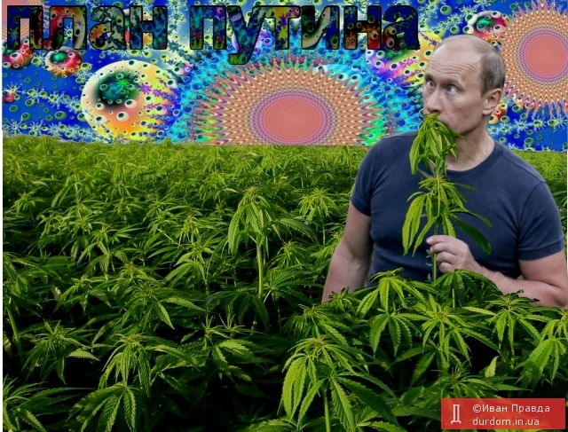Путин в марихуане спрессованная марихуана