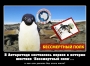 Пингвины воевали: шествие "Бессмертного полка"  в Антарктиде