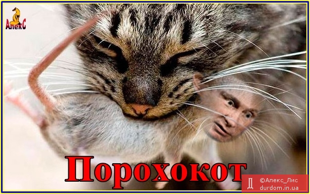 Український котяра!