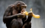 Деякі види сучасних мавп також здатні переробляти алкоголь в своєму організмі.