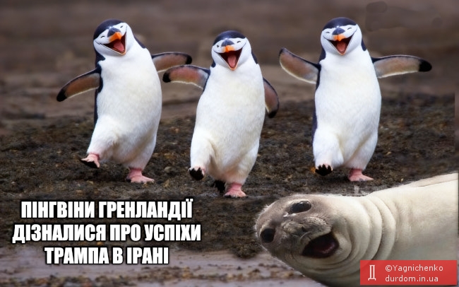 Гренландські пінгвіни
